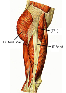 Gluteus Maximus